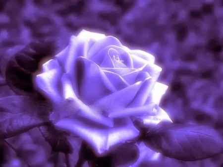 rosa-violeta